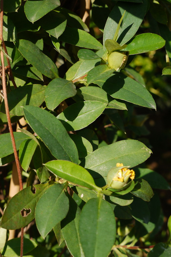 束蕊花Hibbertia scandens 束蕊花Hibbertia scandens