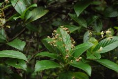 锡叶藤Tetracera sarmentosa