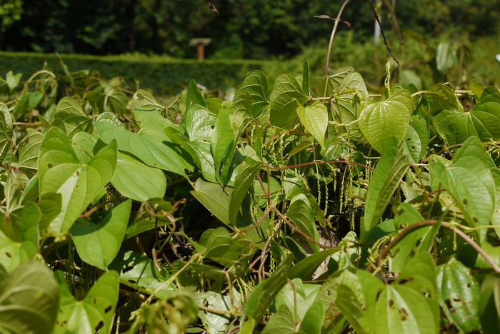 薯莨Dioscorea cirrhosa