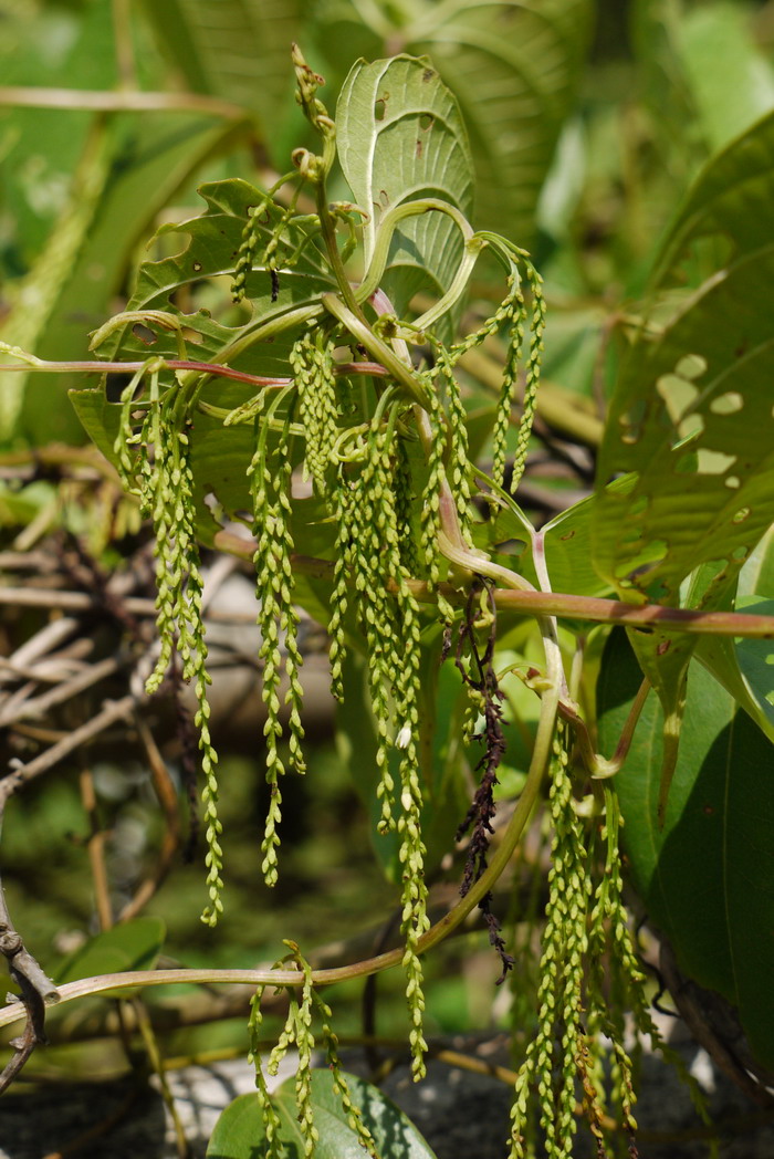 薯莨Dioscorea cirrhosa 薯莨Dioscorea cirrhosa