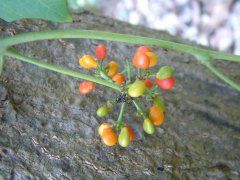 丽叶薯蓣Dioscorea aspersa