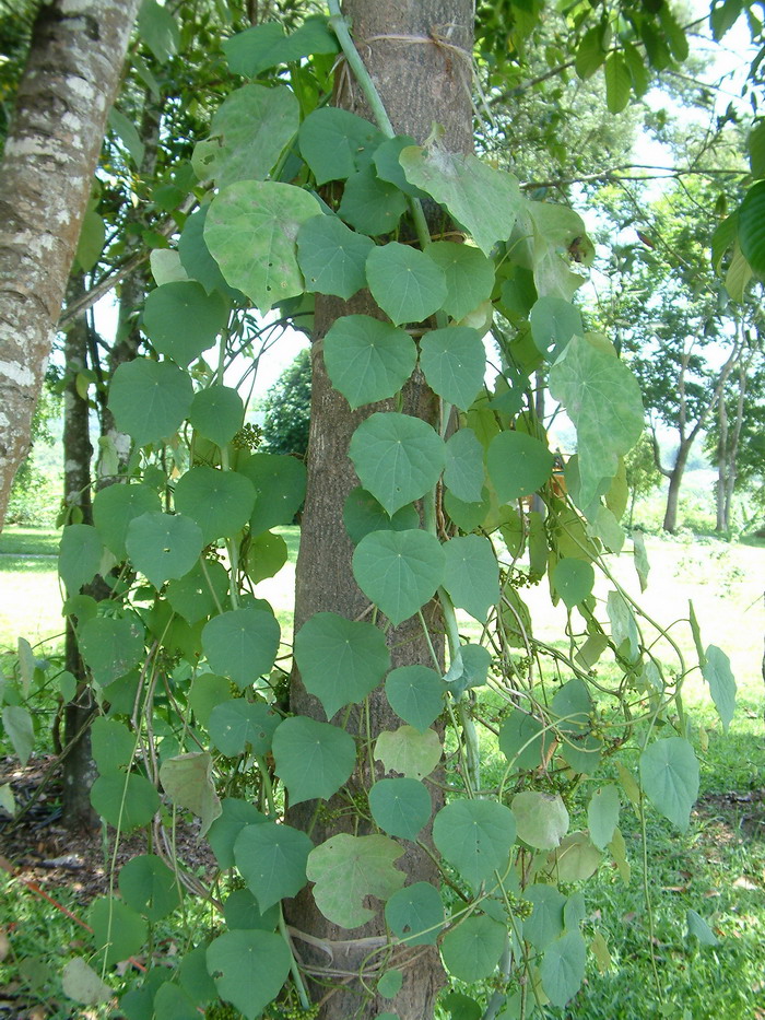 丽叶薯蓣Dioscorea aspersa