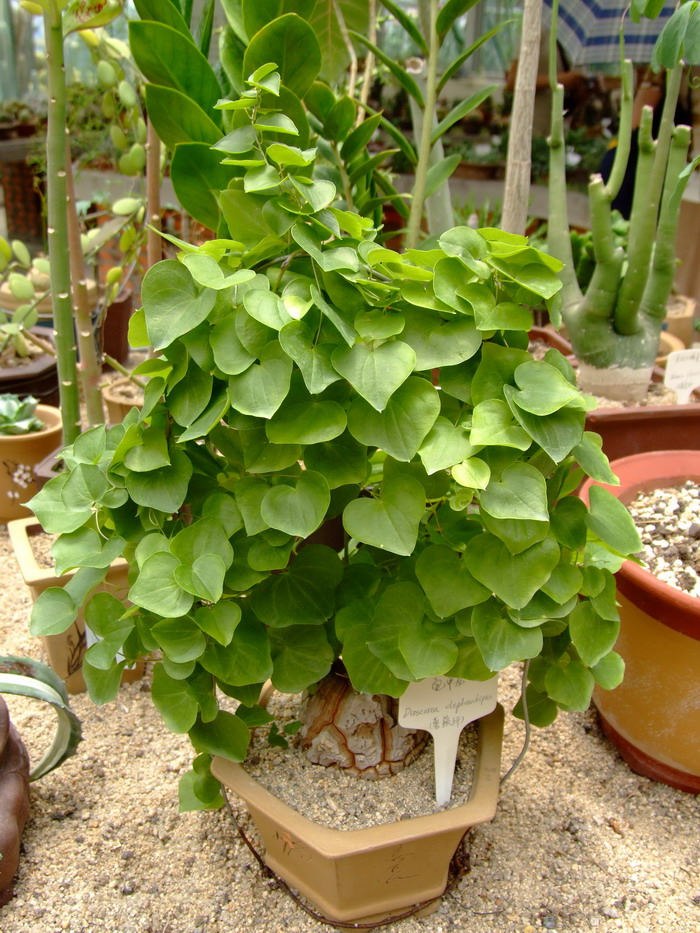 龟甲龙Dioscorea elephantipes