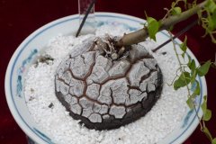 墨西哥龟甲龙Dioscorea mexicana