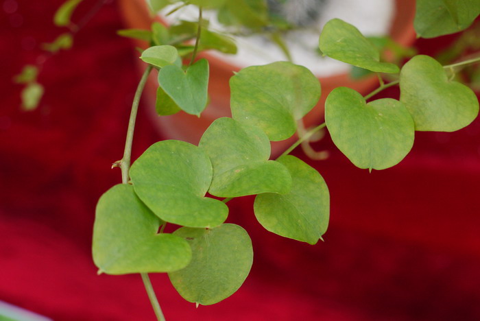 墨西哥龟甲龙Dioscorea mexicana