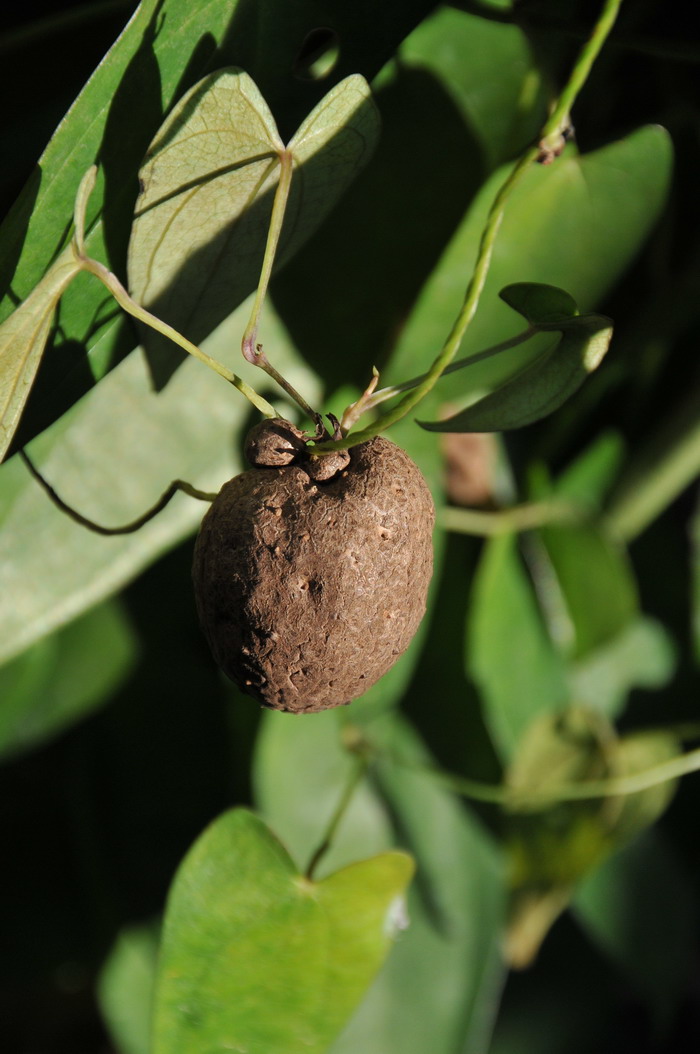 薯蓣Dioscorea opposita 薯蓣Dioscorea opposita