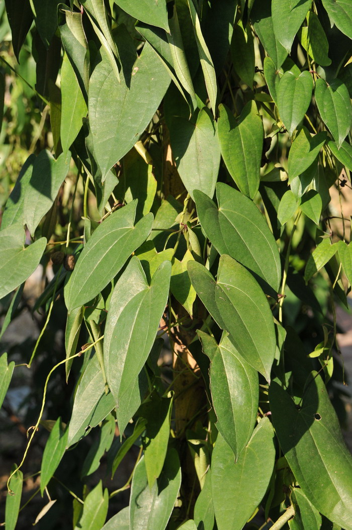 薯蓣Dioscorea opposita 薯蓣Dioscorea opposita