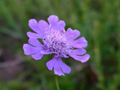 华北蓝盆花Scabiosa tschiliensis