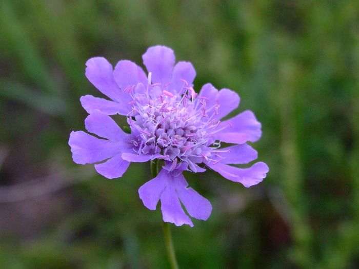 华北蓝盆花Scabiosa tschiliensis