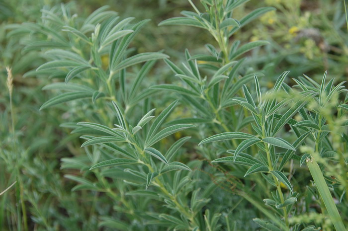 华北蓝盆花Scabiosa tschiliensis