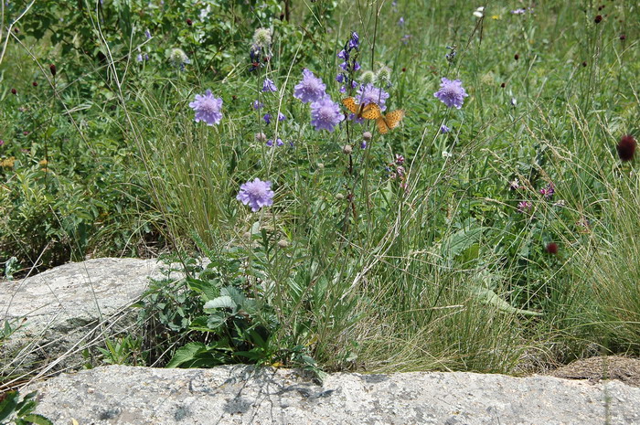 华北蓝盆花Scabiosa tschiliensis