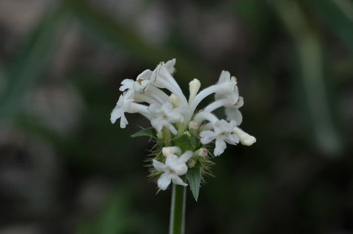 白花刺参Acanthocalyx alba 白花刺参Acanthocalyx alba