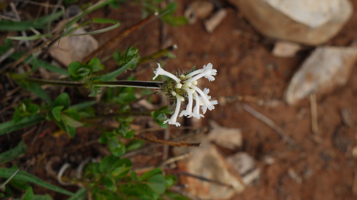白花刺参Acanthocalyx alba 白花刺参Acanthocalyx alba