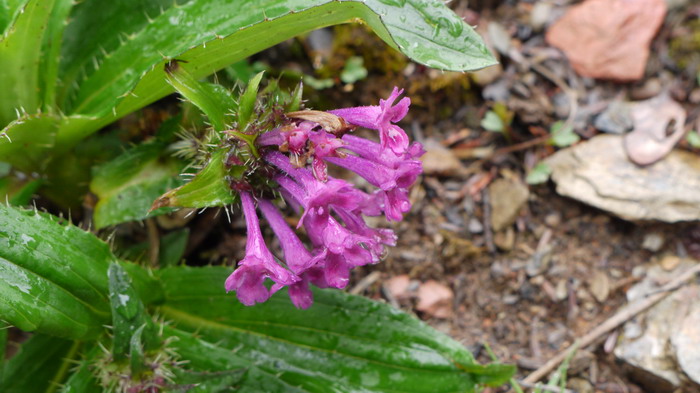 大花刺参Morina nepalensis var. delavayi 大花刺参Morina nepalensis var. delavayi