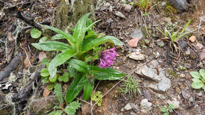 大花刺参Morina nepalensis var. delavayi