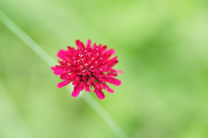 马其顿川续断Knautia macedonica 马其顿川续断Knautia macedonica