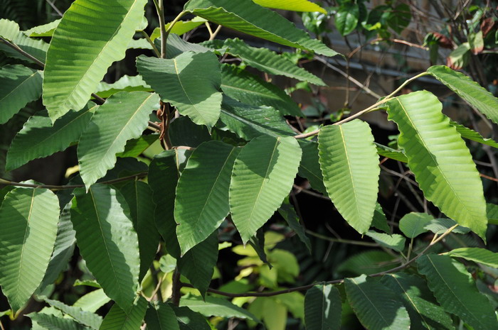 具翼龙脑香Dipterocarpus alatus