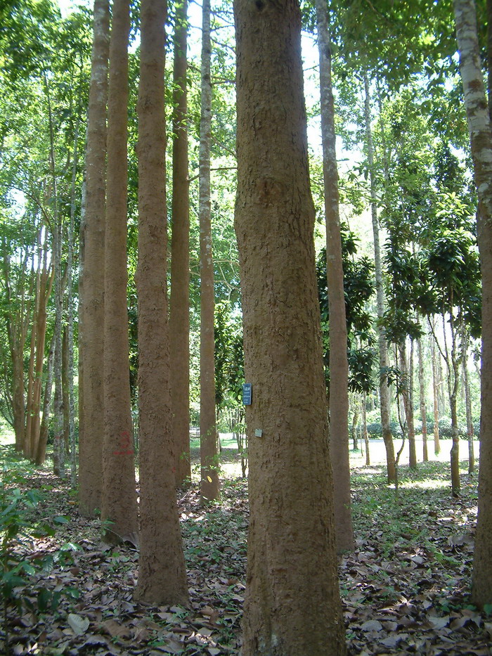 具翼龙脑香Dipterocarpus alatus