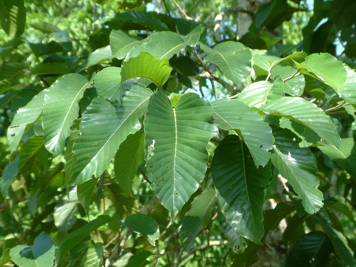 竭布罗香Dipterocarpus turbinatus