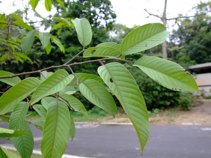 望天树Parashorea chinensis
