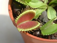 捕蝇草Dionaea muscipula