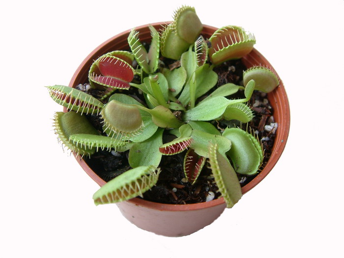 捕蝇草Dionaea muscipula