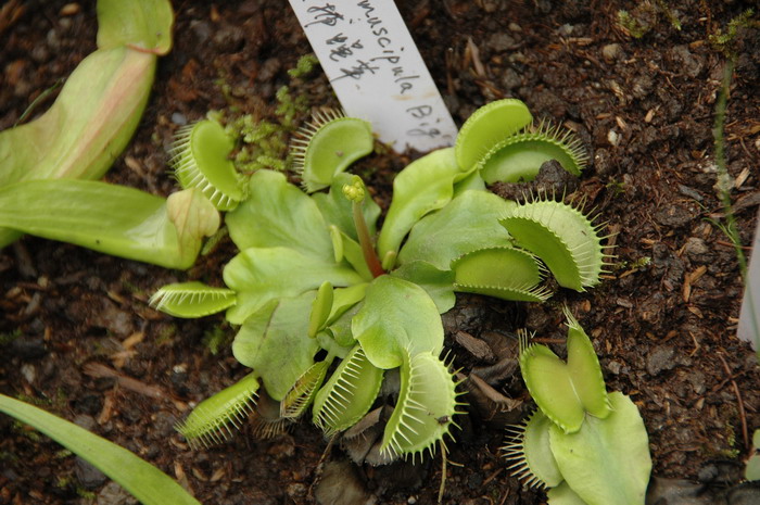杯夹捕蝇草Dionaea muscipula ‘Big’