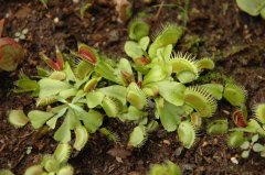 黄色捕蝇草Dionaea muscipula ‘Yellow’