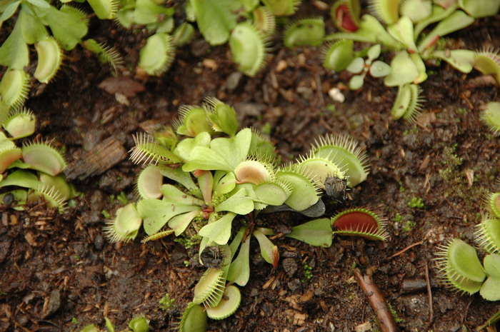 黄色捕蝇草Dionaea muscipula ‘Yellow’