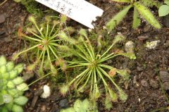 绒毛茅膏菜Drosera capillaris