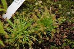 银匙茅膏菜Drosera ordensis