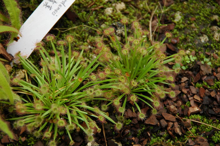 银匙茅膏菜Drosera ordensis 银匙茅膏菜Drosera ordensis