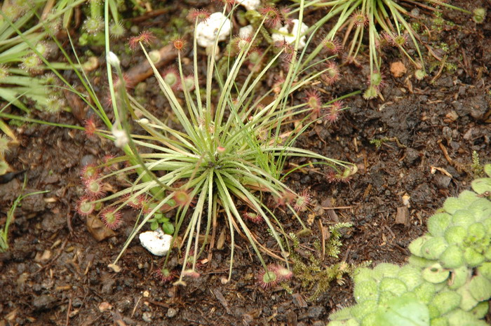 孔雀茅膏菜Drosera paradoxa