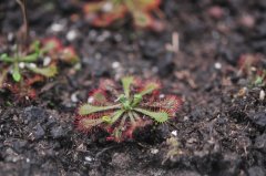 勺叶茅膏菜Drosera spatulata