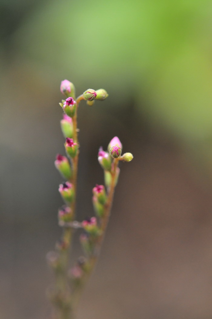 勺叶茅膏菜Drosera spatulata