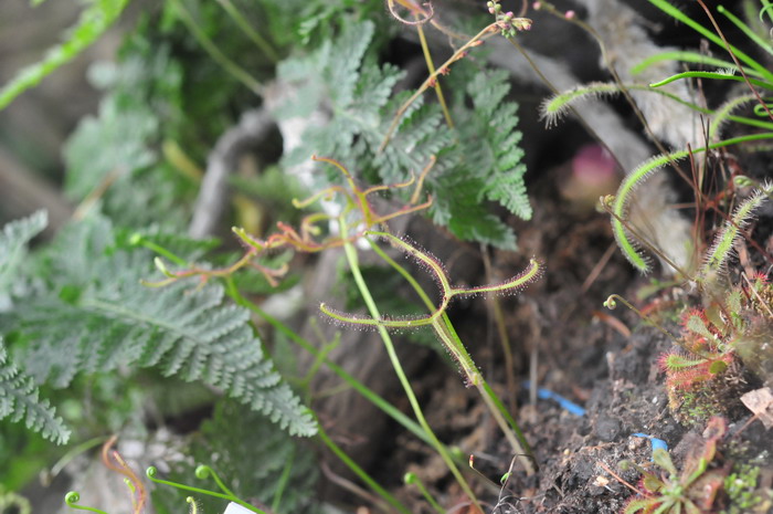 叉叶茅膏菜Drosera binata var. multifida