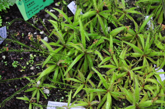 阿帝露茅膏菜Drosera adelae 阿帝露茅膏菜Drosera adelae