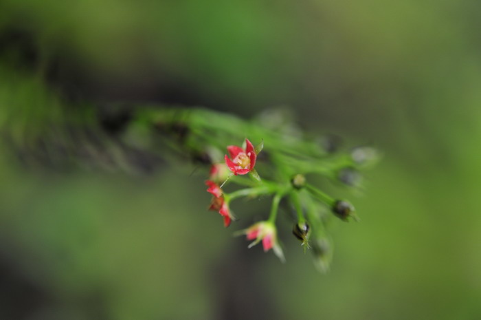 阿帝露茅膏菜Drosera adelae 阿帝露茅膏菜Drosera adelae