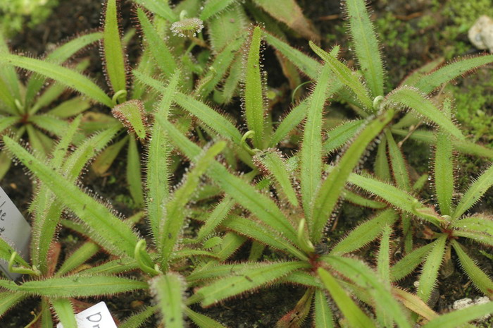 阿帝露茅膏菜Drosera adelae