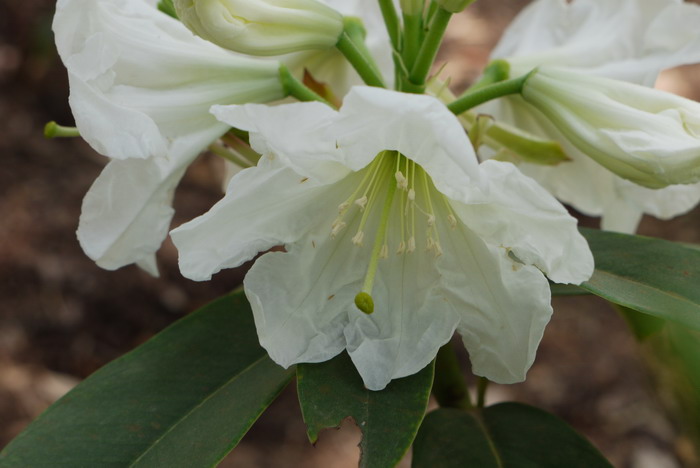 大白杜鹃Rhododendron decorum 大白杜鹃Rhododendron decorum