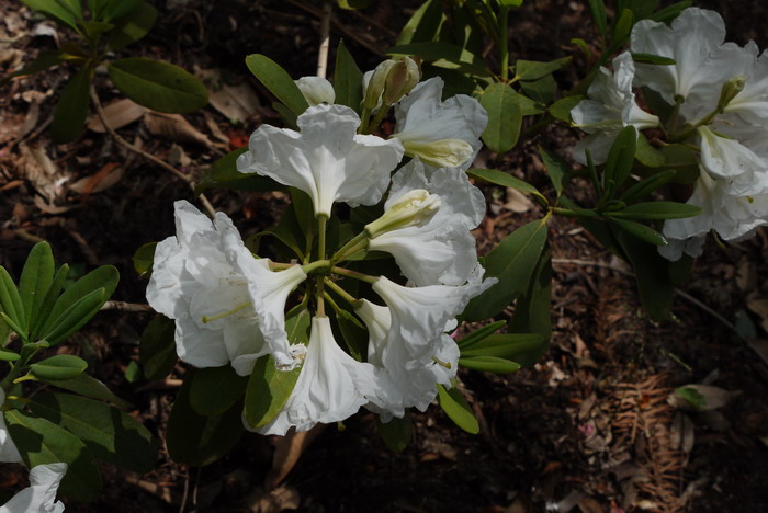 大白杜鹃Rhododendron decorum 大白杜鹃Rhododendron decorum