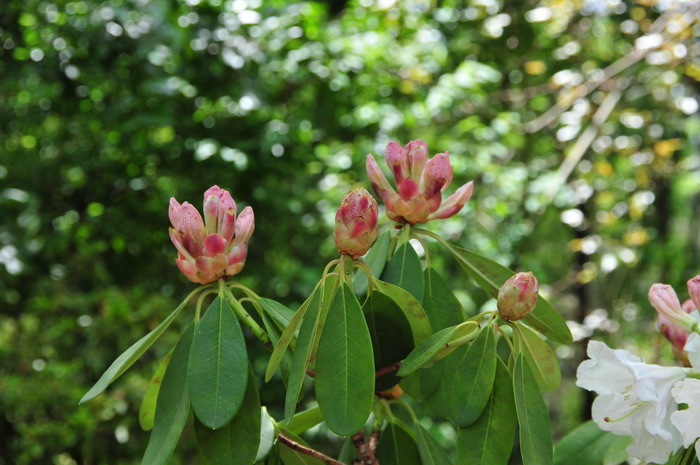 大白杜鹃Rhododendron decorum 大白杜鹃Rhododendron decorum