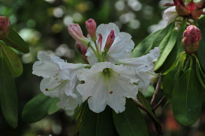 大白杜鹃Rhododendron decorum