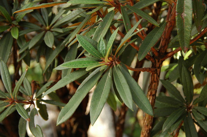 马缨花杜鹃Rhododendron delavayi 马缨花杜鹃Rhododendron delavayi