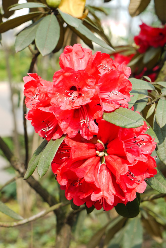 马缨花杜鹃Rhododendron delavayi 马缨花杜鹃Rhododendron delavayi