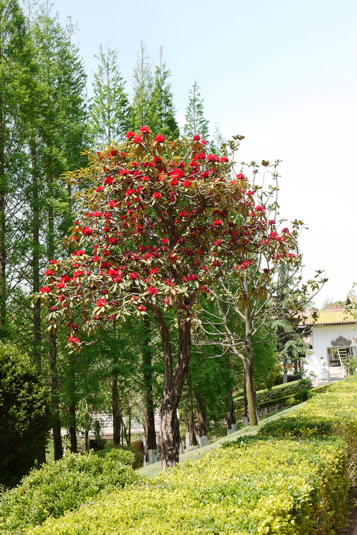 马缨花杜鹃Rhododendron delavayi 马缨花杜鹃Rhododendron delavayi
