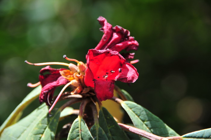狭叶马缨花Rhododendron delavayi var. peramoenum 狭叶马缨花Rhododendron delavayi var. peramoenum