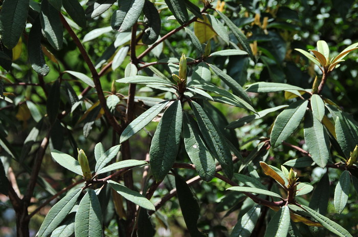 狭叶马缨花Rhododendron delavayi var. peramoenum 狭叶马缨花Rhododendron delavayi var. peramoenum