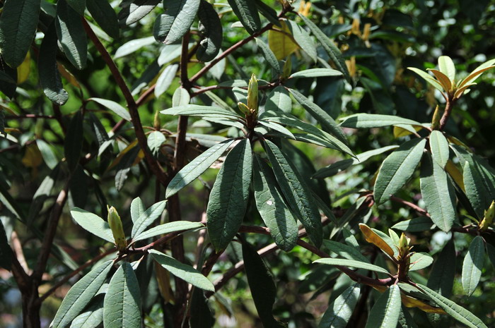 狭叶马缨花Rhododendron delavayi var. peramoenum