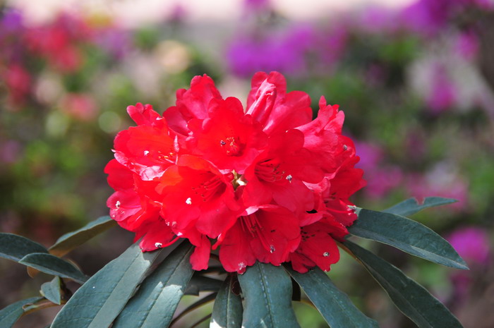 马缨花杜鹃Rhododendron delavayi 马缨花杜鹃Rhododendron delavayi